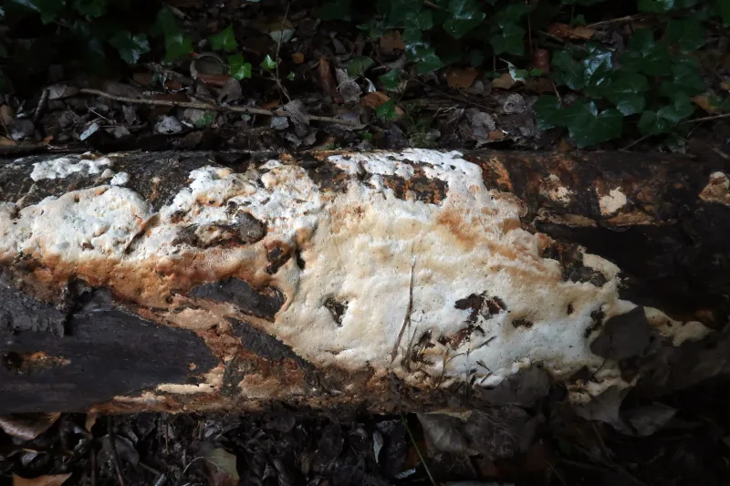 Brunneoporus hyalinus 1 - IMG_5072